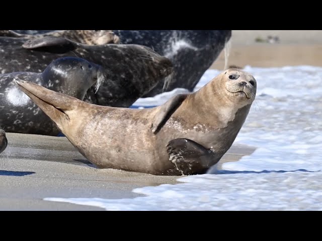 2 Hours of Cute Sleepy Seals
