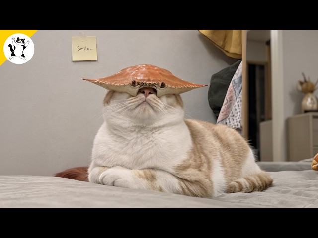 Try Not To Laugh 😂 Funny Cat Videos 🤣