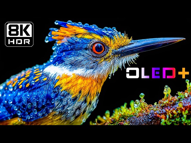 Next-Level OLED Display Test HDR 16K 120FPS | Stunning 4K • 8K Dolby Vision