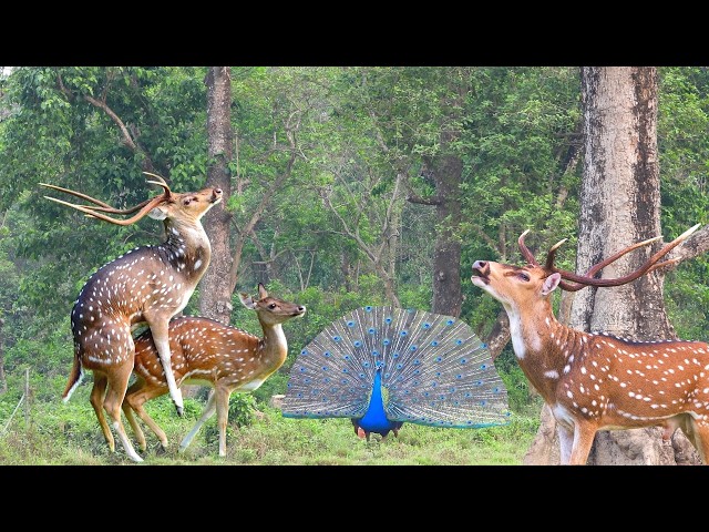 4k Nepal wildlife safari | animals live | relaxing nature sound