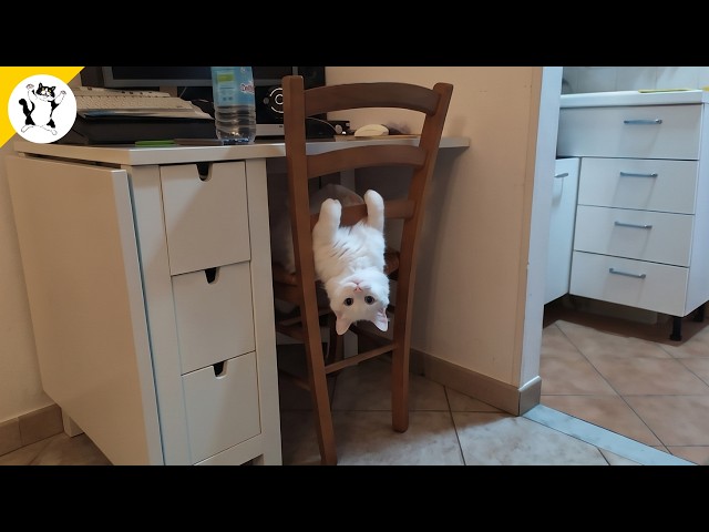 Get Ready to Die LAUGHING at These CATS 😂 Funny Cat Videos 🤣