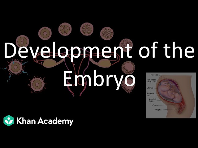 Development of the Embryo | Reproduction | Class 10 | Biology | Khan Academy