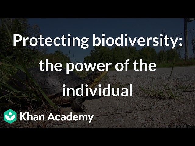 Protecting biodiversity: the power of the individual | Grade 12 | Biology | Khan Academy (IN accent)