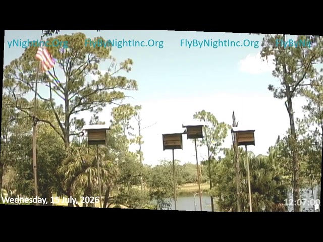 FBN Live BatCam