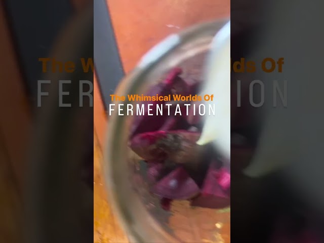 What is lacto-fermentation? 🫙Lacto-fermentation is a process that encourages the growth of healthy