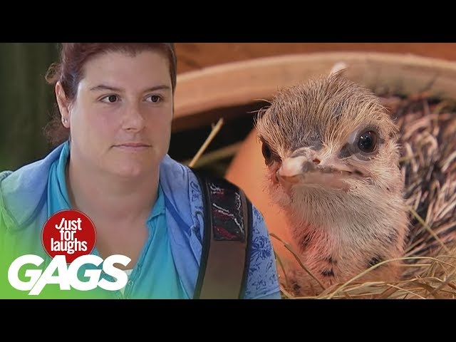 Cute Animals & Spray Paint Facial Pranks - Throwback Thursday