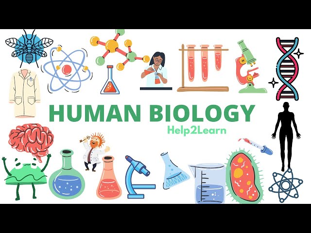#1 A Level Human Biology - Diet and its relationship with our bodies 🍔