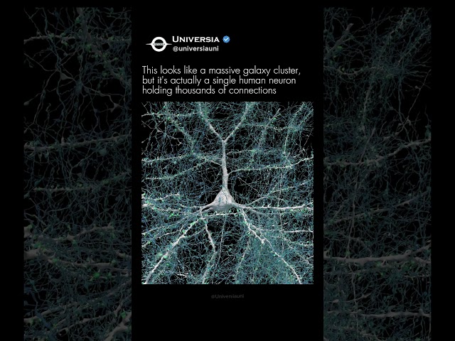 What A Single Human Neuron Actually Looks Like! (Harvard & Google Brain Map)