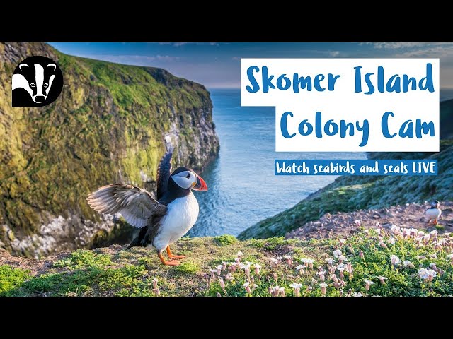 Puffin Colony Cam - Skomer Island Livestream