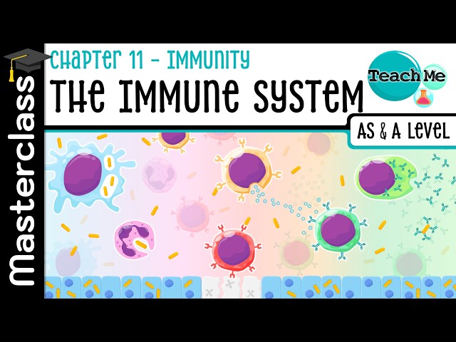 (Chapter 11) - The Immune System [Masterclass] - Cambridge AS & A Level Biology (9700)