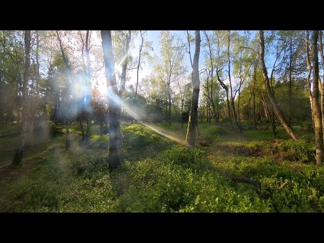 meditation at morning in forrest 360 grad