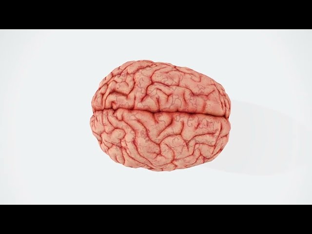 Einstein Wanted to Be Cremated—But a Doctor Secretly Stole His Brain and Kept It for 40 Years|se7enW