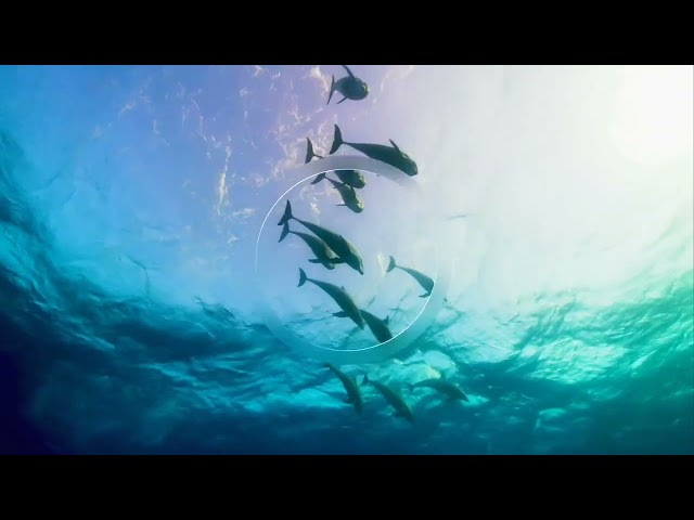 BBC Earth Canada Ident