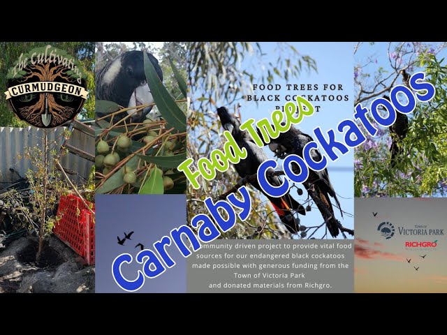 The Curmudgeon Goes Nuts: An Almond Tree, Black Cockatoos, and a Motorbike in Disguise
