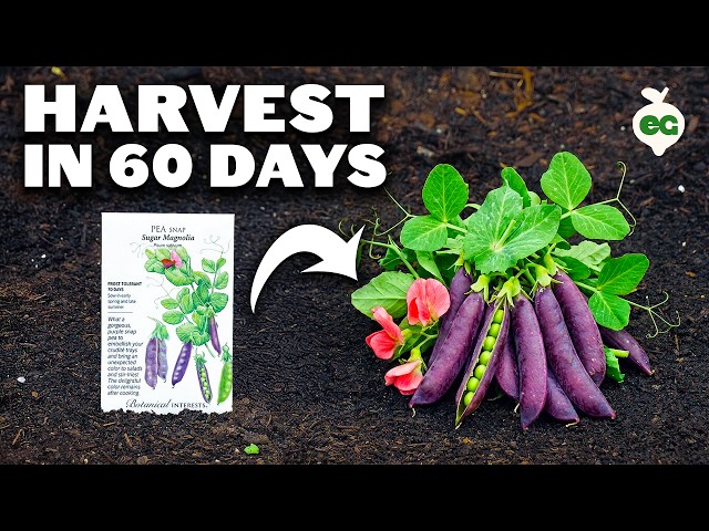Growing Peas, from Seed to Harvest (FULL GROW GUIDE)