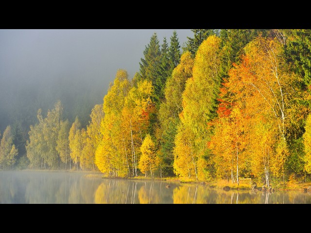 Autumn's Golden Forest, Instrumental Acoustic Indie/Folk Playlist, Chill Music, Open Road Folk Music