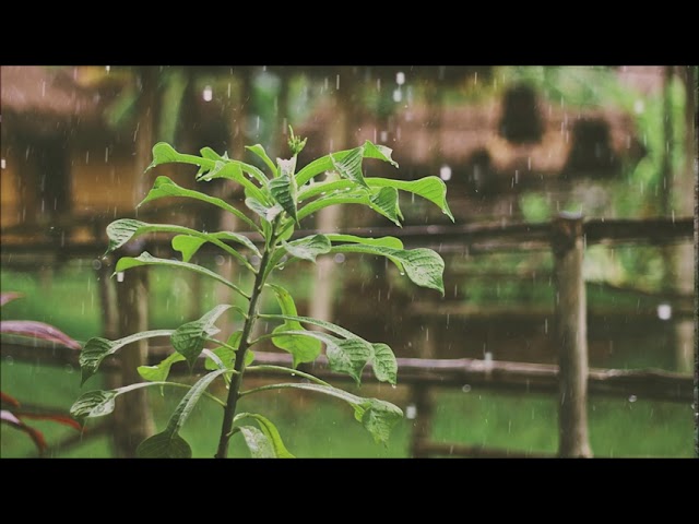 Rain and Thunder Sounds 10 minutes | Free Sound Effects | Ambient Sounds