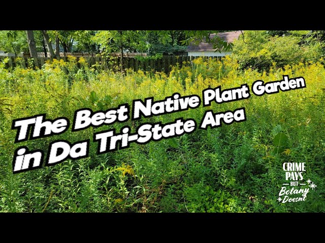 The Coolest Native Plant Garden in the Tri-State Area