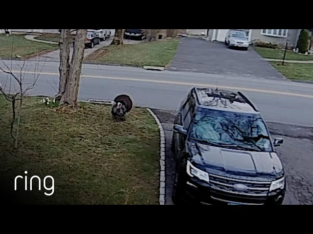 Don't Forget About The Turkey, Funny Moment Captured By Ring Floodlight Cam | RingTV
