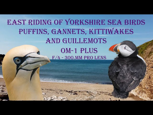 Puffins & Gannets in the East Riding of Yorkshire using the OM-1 camera and lens.