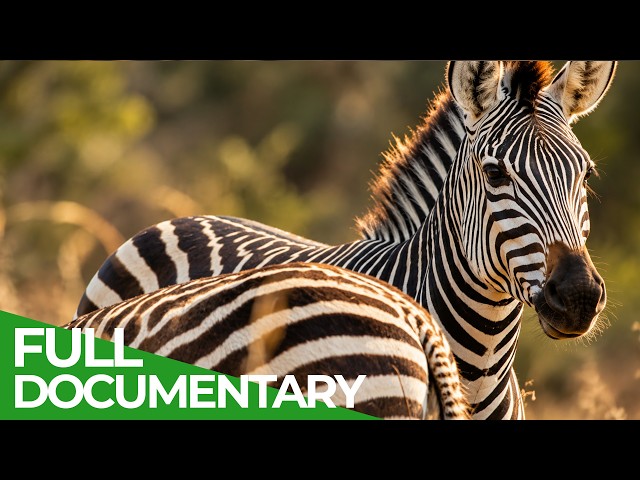 Zebras: Stripes in the Savannah | Free Documentary Nature