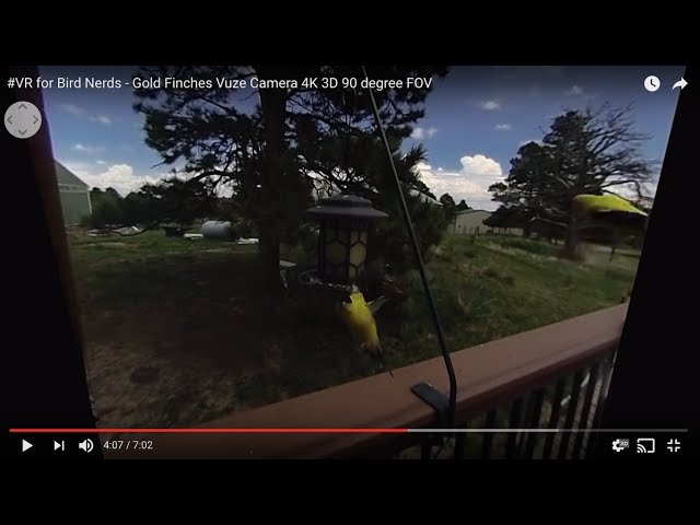 #VR for Bird Nerds - Gold Finches Vuze Camera 4K 3D 90 deg. FOV