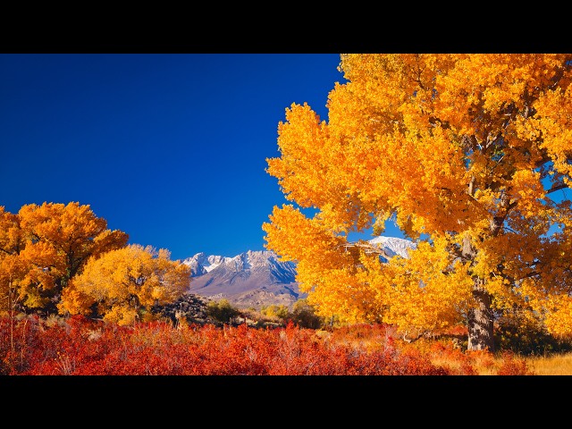 The Golden Days of Autumn" Peaceful Soothing Instrumental Music, Beautiful Music, by Tim Janis