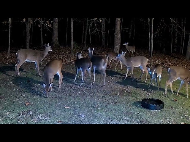 Quiet Winter Night - Watching Wild Deer Graze Under the Moonlight