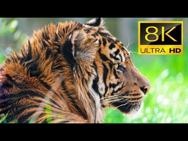 Wild Animals Collection in 8K ULTRA HD / 8K TV