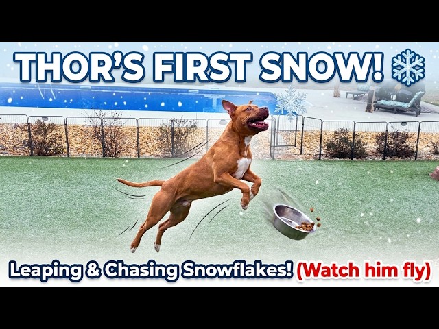 Rescue Pit Bull’s First Snowfall! ❄️🐶 (Pure Joy)