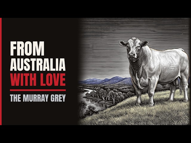 From Australia with Love: The Murray Grey, the Breed Born by Mistake