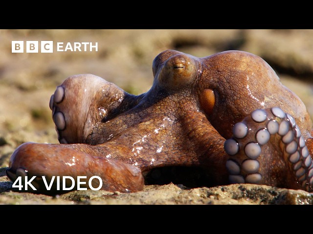 Nature's Wildest Hunters Narrated by Sir David Attenborough | 4K UHD | BBC Earth