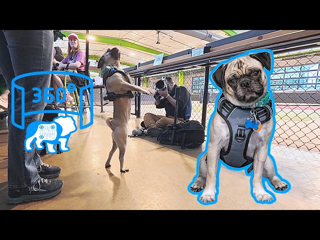 Chelsea Dances on Set 🐾 Interactive 360° Shelter Photo Shoot (DFW Pug Rescue)