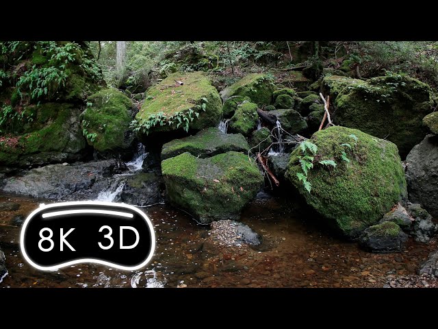 Forest Falls - Apple Vision Pro app preview in 3D/180 Spatial Video