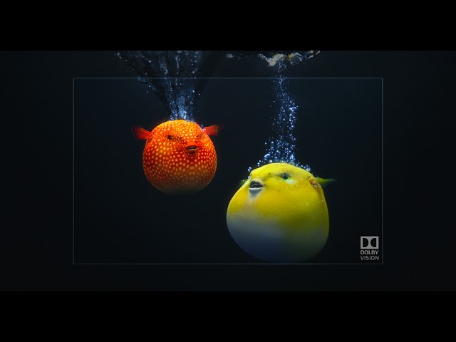 Dolby demo: Pufferfish • 4K ᴮˡᵘ⁻ʳᵃʸ ʳᵉᵐᵘˣ, 𝗗𝗼𝗹𝗯𝘆 𝗩𝗶𝘀𝗶𝗼𝗻, 𝗗𝗼𝗹𝗯𝘆 𝗔𝘁𝗺𝗼𝘀