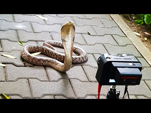 Goodness Snakes Alive 8K VR180 in 3D Cobra Snake Documentary