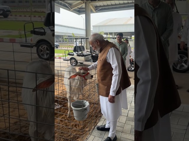 A special bond! PM Modi shares an affectionate moment with calves in Banaskantha