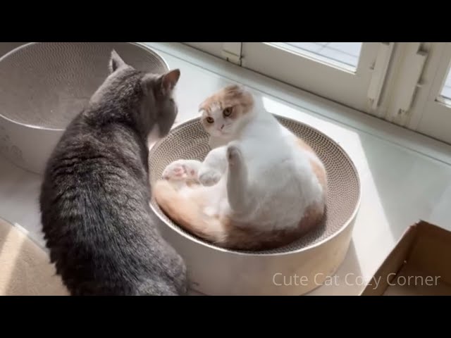 Entertaining Cat Videos TRY NOT TO LAUGH at These Hilarious & Crazy Cats! 🐱🐾