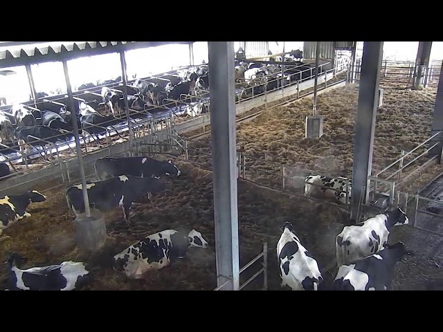 Livestream von Hemme Milch Uckermark