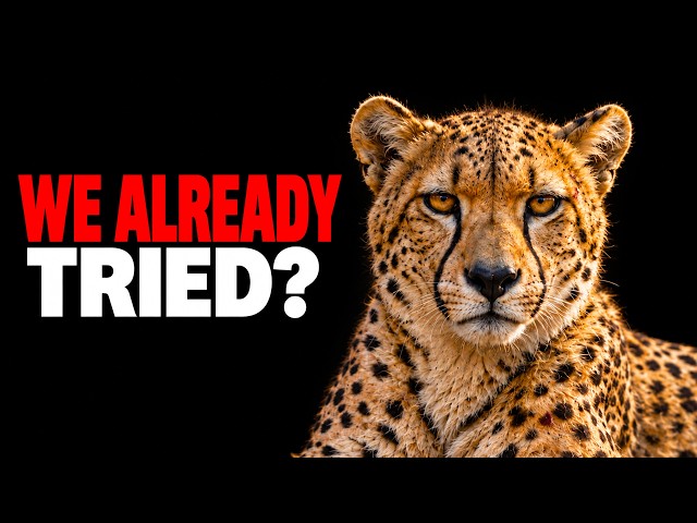 Why Cheetahs Are Docile, Yet Never Truly Domesticated