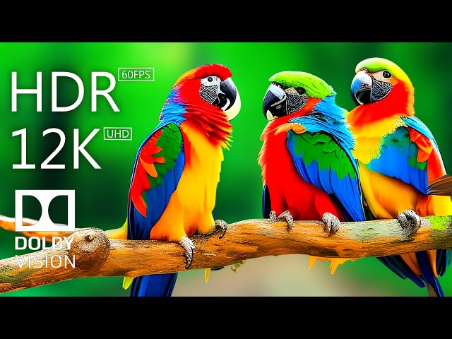 12K HDR 60FPS Dolby Vision Video of the Most Beautiful Birds With Birds Sound and Relaxing Music