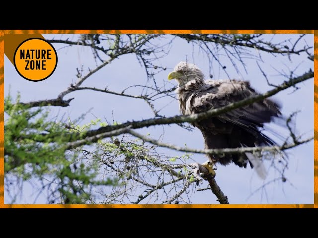 Bullied White-Tailed Eaglet Falls 15m - Scotland's Wild Summer