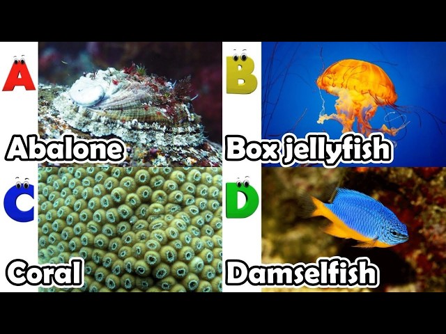 Toddler Learning - Learn Ocean Animals | Educational Videos for Kids | Learning Videos for Toddlers