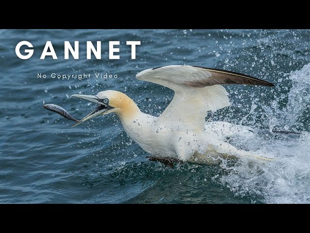 Gannet | Seabird | Animals | No Copyright video | Stock Footage