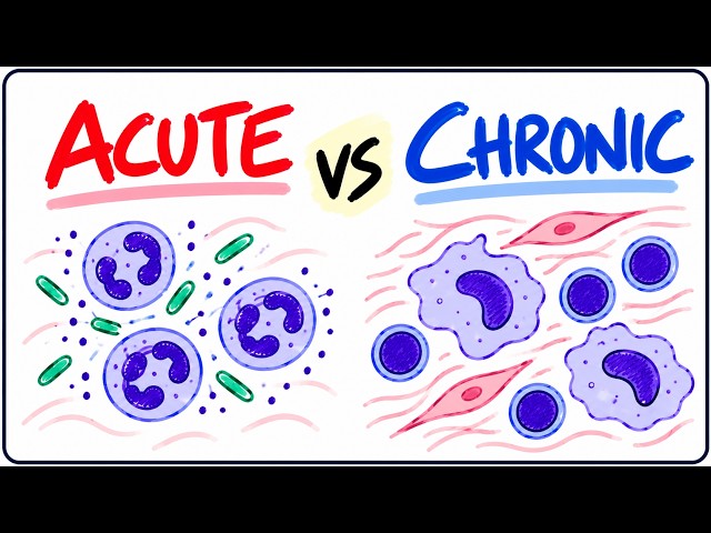 Acute vs Chronic Inflammation – in 5 Minutes