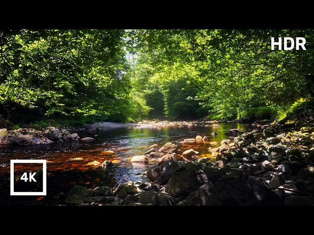 Forest River Nature Sounds with Birdsong | Gentle Stream Ambience in 4K for Sleep