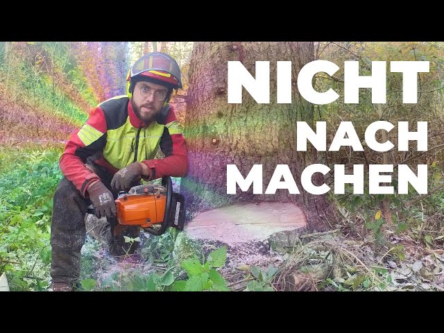 Baum-Domino und Weltrekord Versuch im Forst mit Stihl 261 CM und Petzlog FK 60 Schlagschrauber-Keil