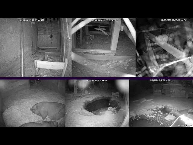Baby Piglets! Hen Stream Homestead Live (Happy Animals