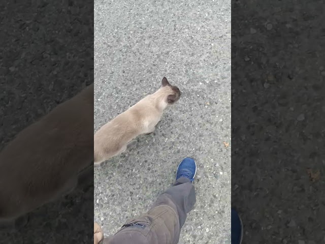 Tips for training cat to walk outside part 37 lol jk
