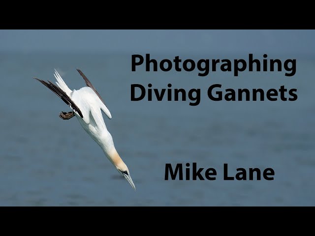 Photographing diving Gannets